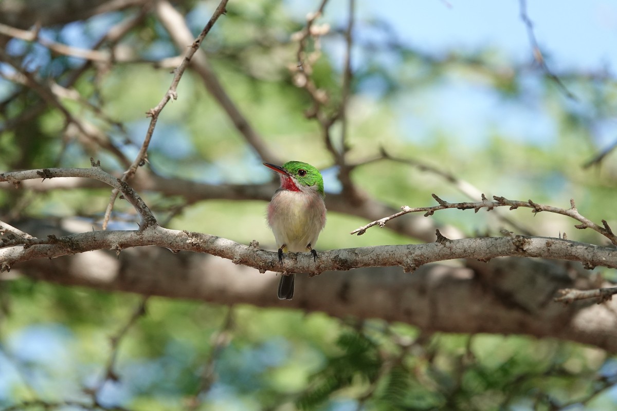 Ширококлювый тоди - ML646483974