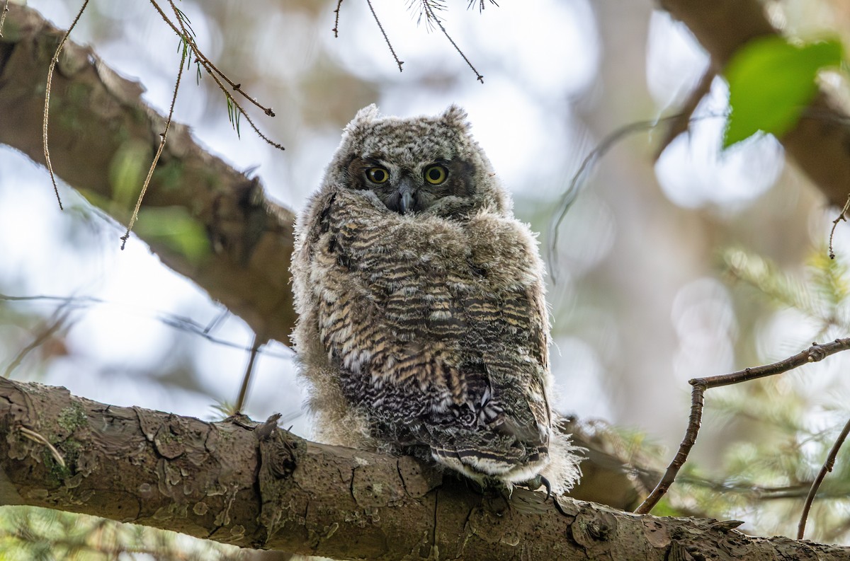 アメリカワシミミズク - ML646483975