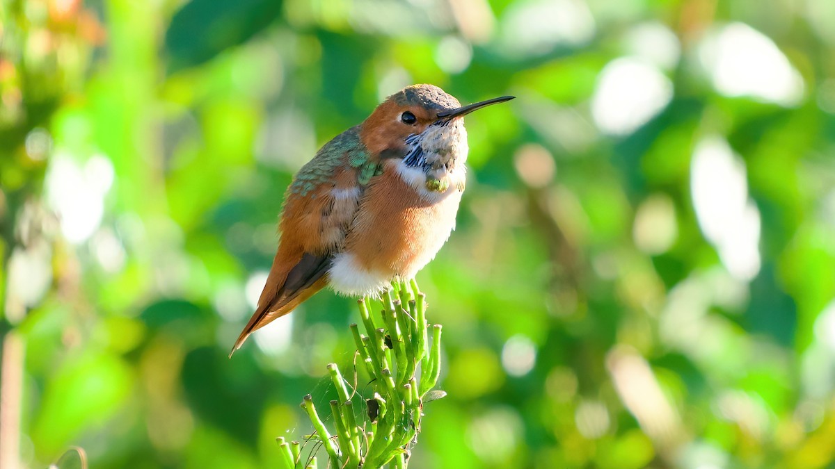 Allen's Hummingbird - ML646483979