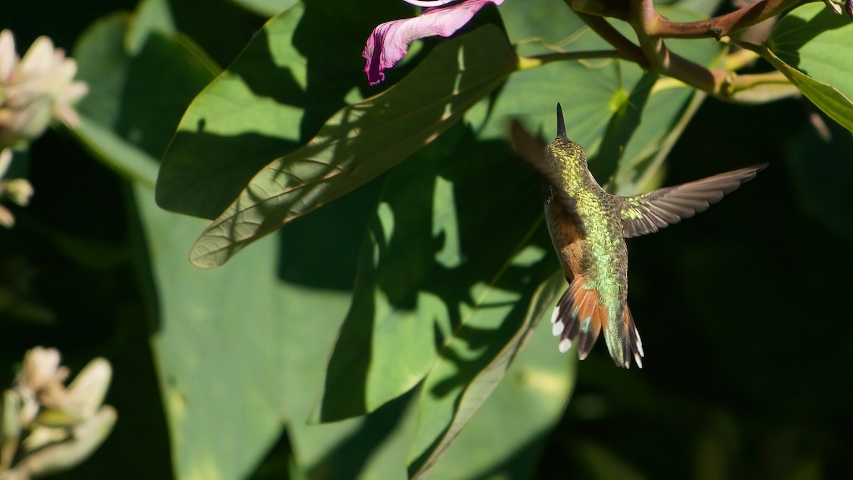 Allen's Hummingbird - ML646483980