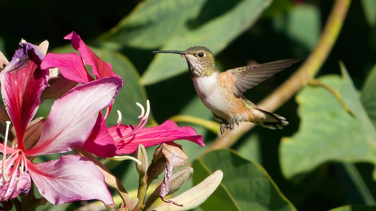 Allen's Hummingbird - ML646483981