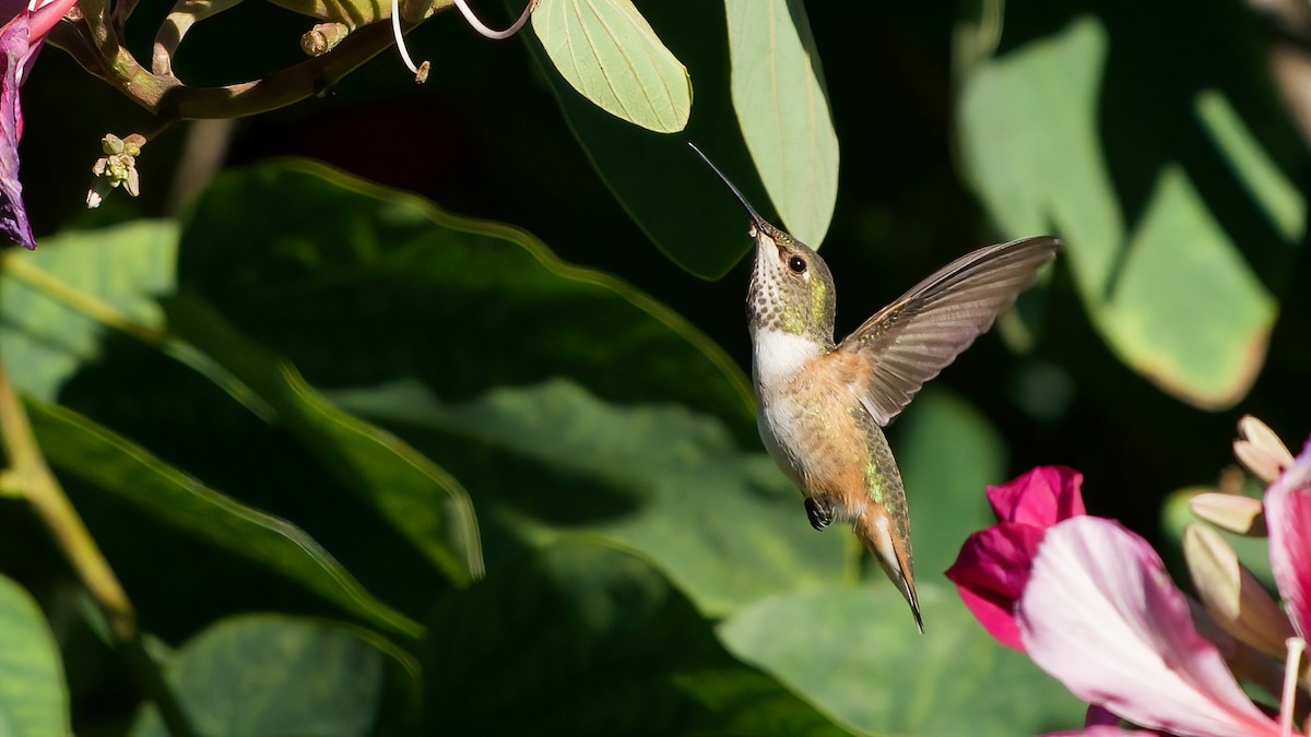 Allen's Hummingbird - ML646483982