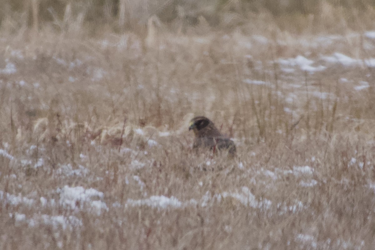 Northern Harrier - ML646483991