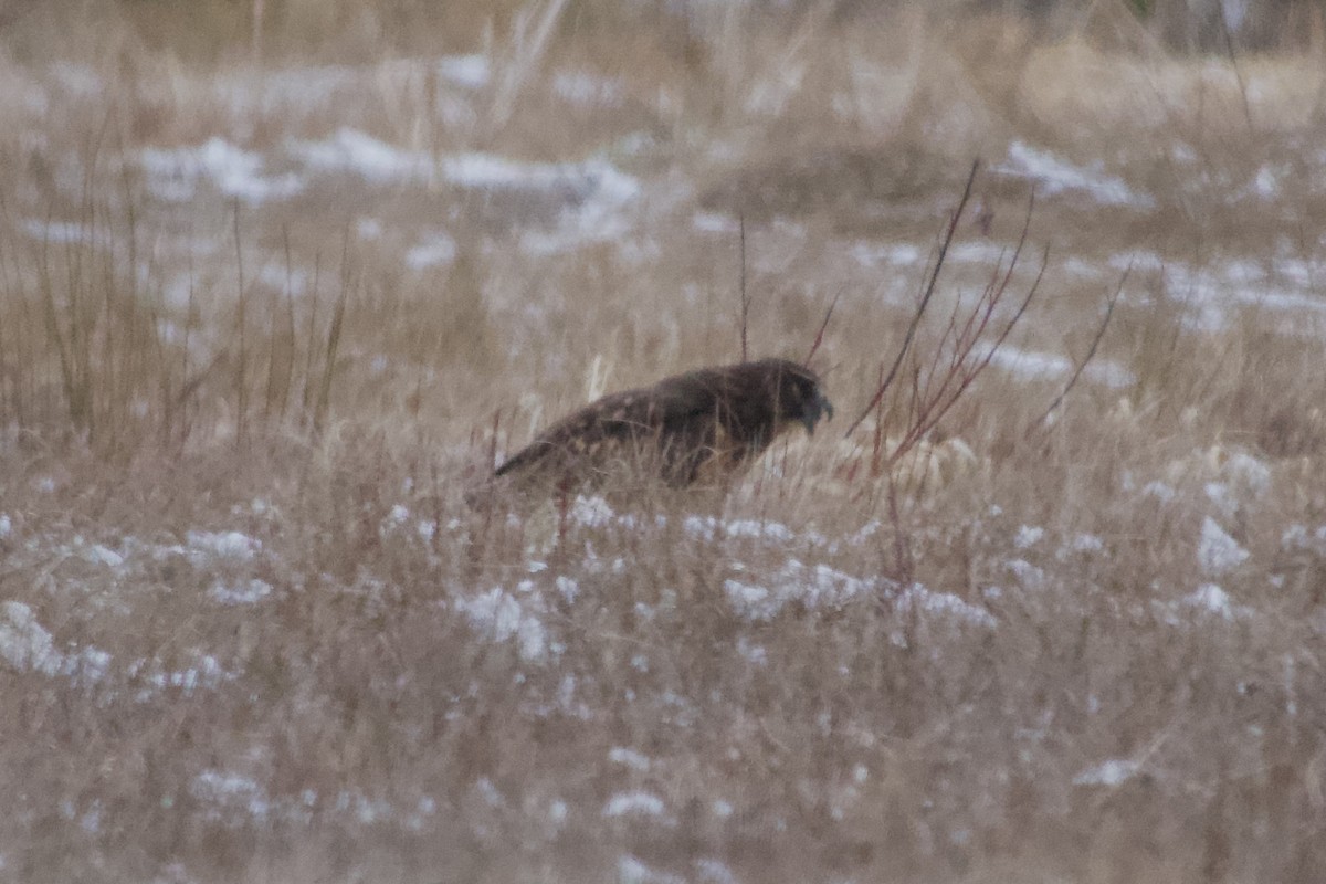 Northern Harrier - ML646483992