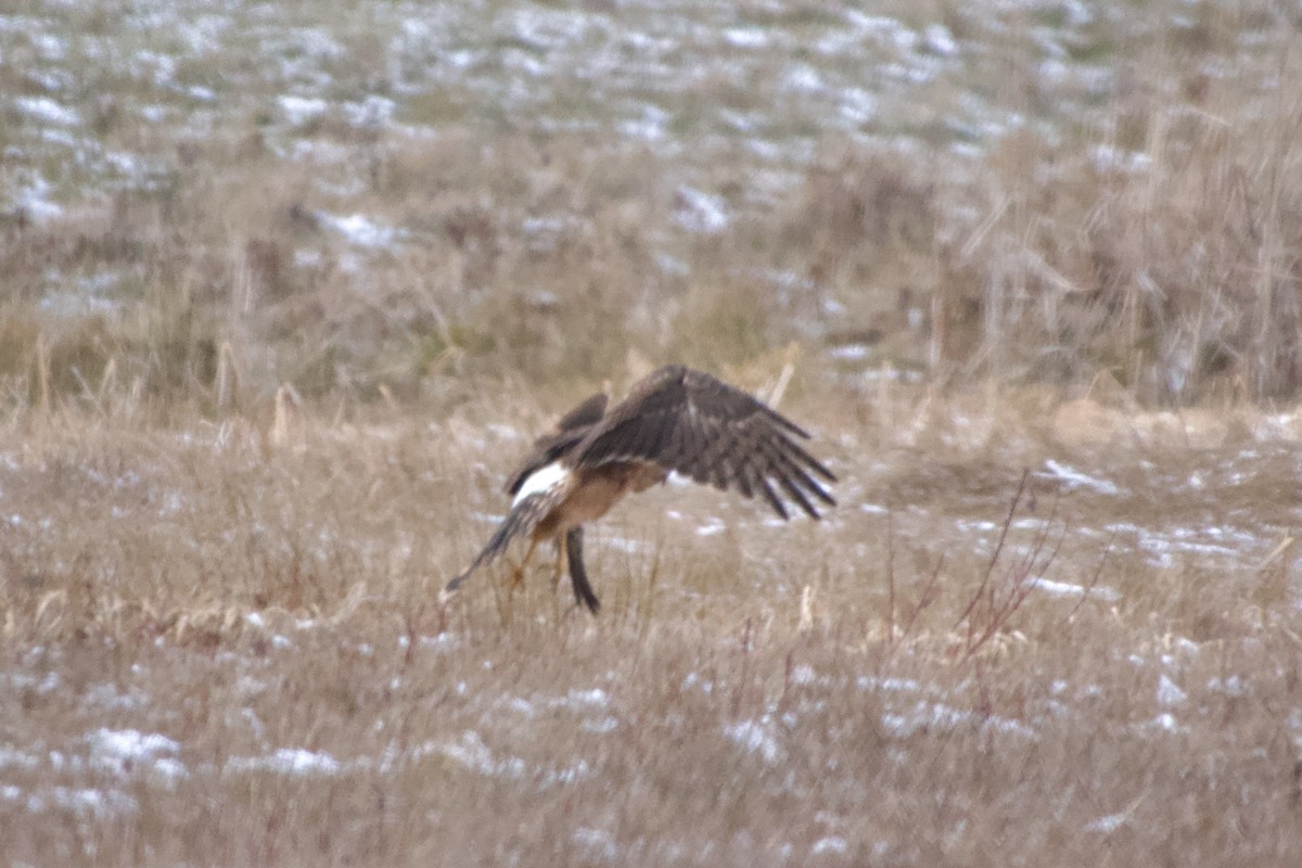 Amerika Delicesi - ML646483993