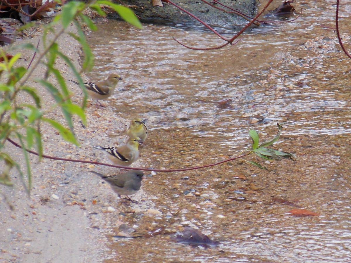 American Goldfinch - ML646483994