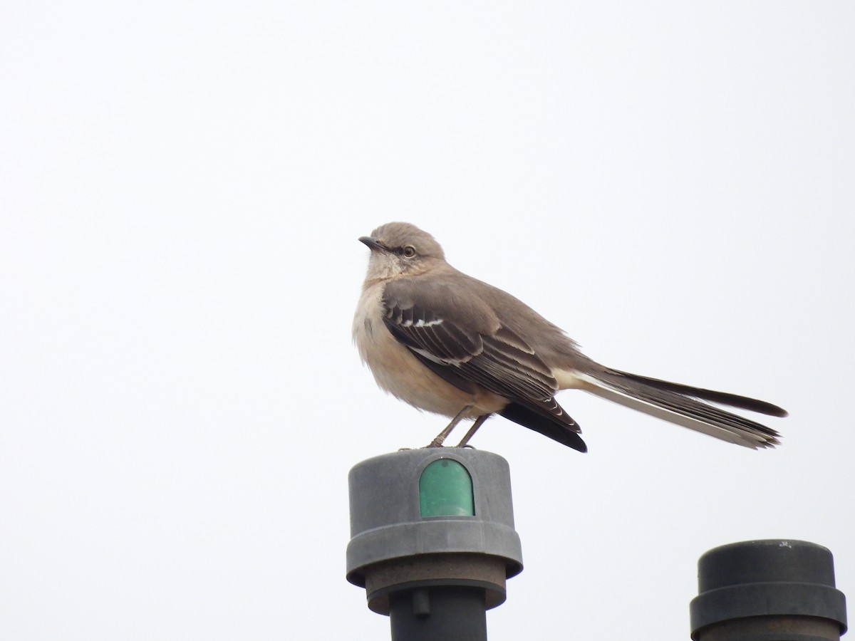 Northern Mockingbird - ML646483996