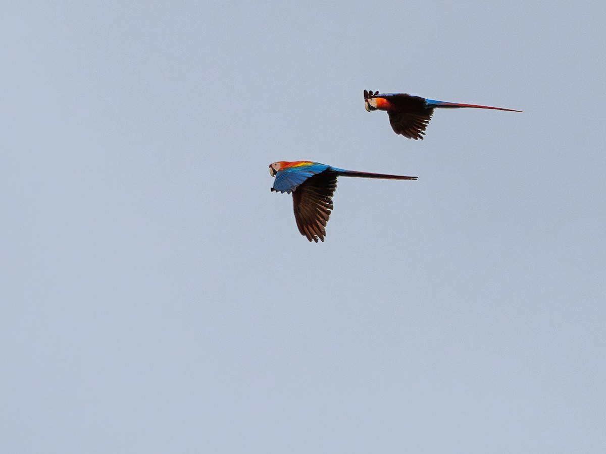 コンゴウインコ - ML646483997