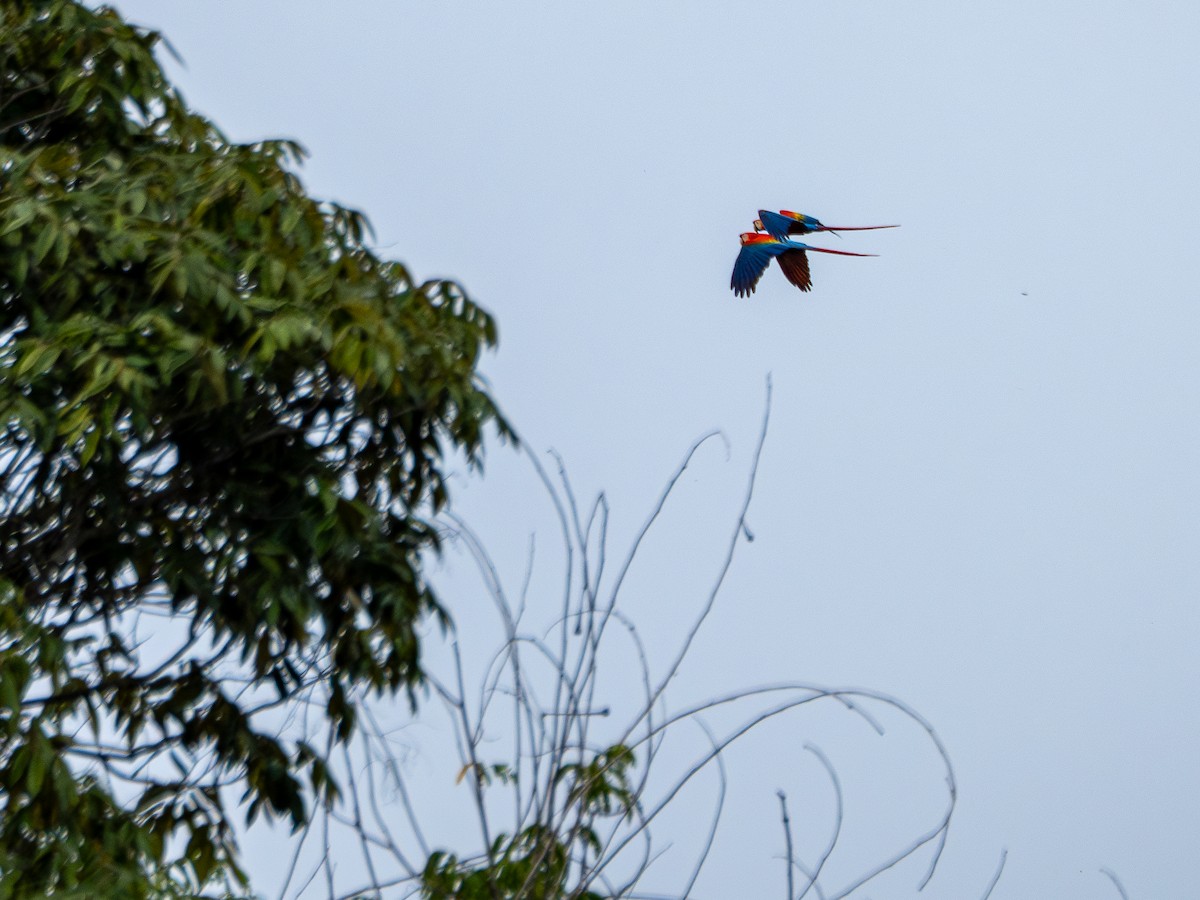 コンゴウインコ - ML646483998