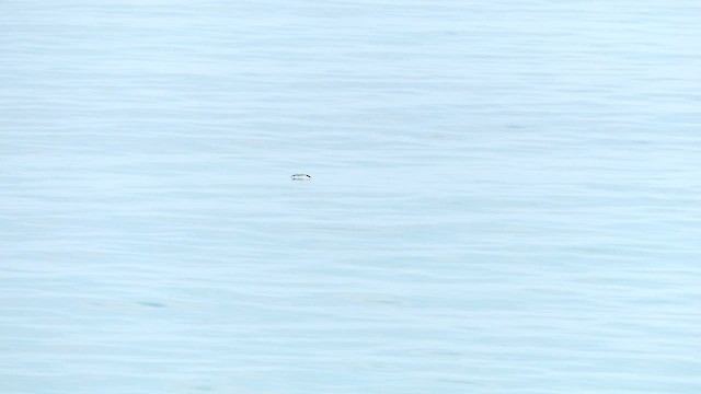 Streaked Shearwater - ML646484002