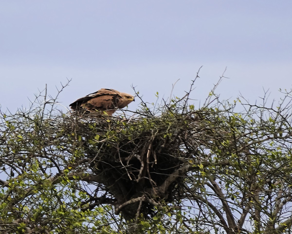 Tawny Eagle - ML646484003