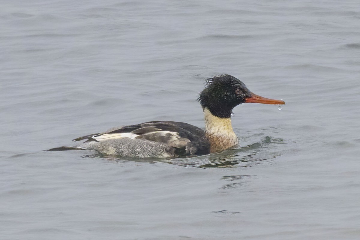 Red-breasted Merganser - ML646484004