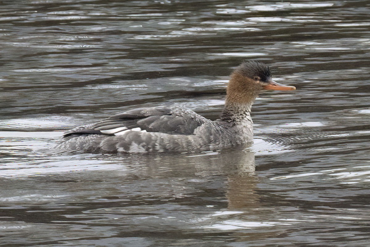 Red-breasted Merganser - ML646484005