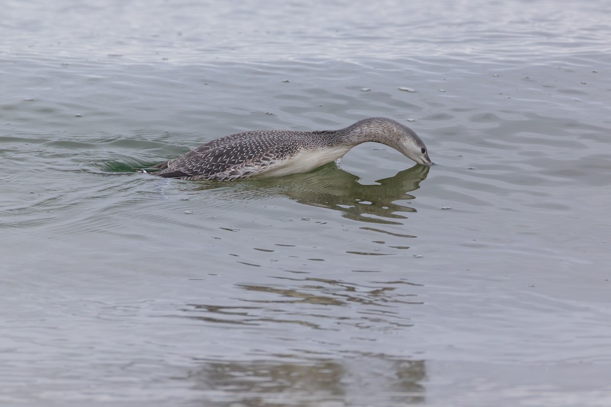 紅喉潛鳥 - ML646484006