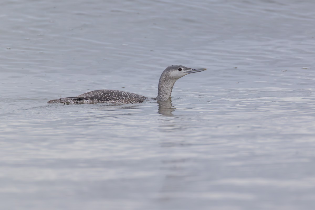 紅喉潛鳥 - ML646484008