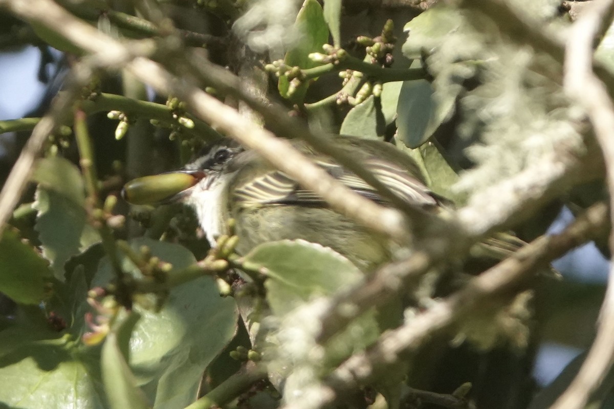 Spectacled Tyrannulet - ML646484010