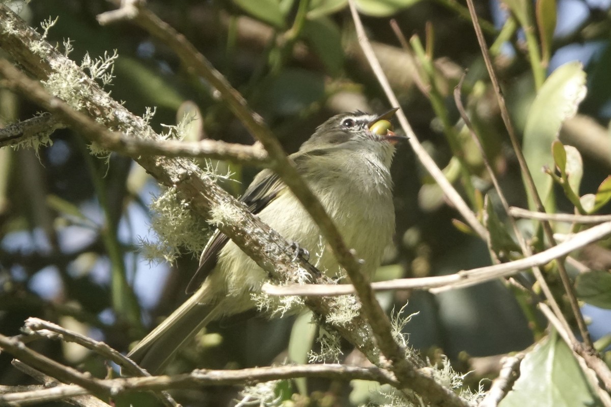Spectacled Tyrannulet - ML646484011