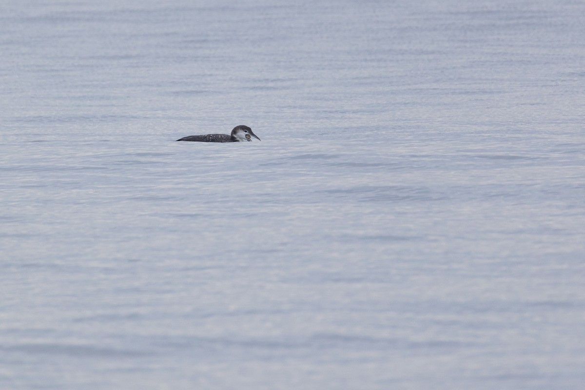 Common Loon - ML646484013