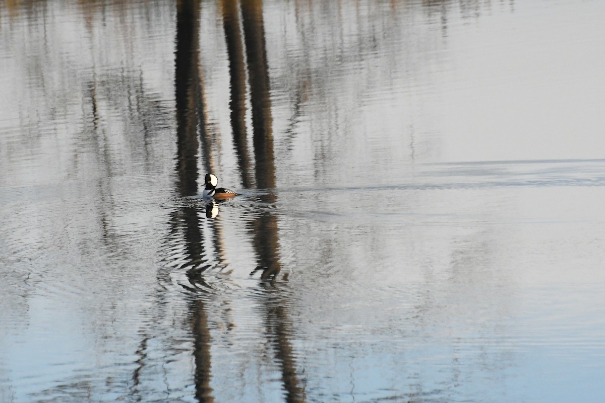 Hooded Merganser - ML646484014