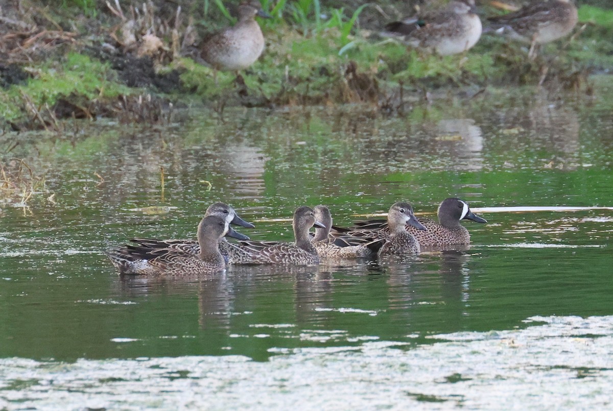 Blue-winged Teal - ML646484019