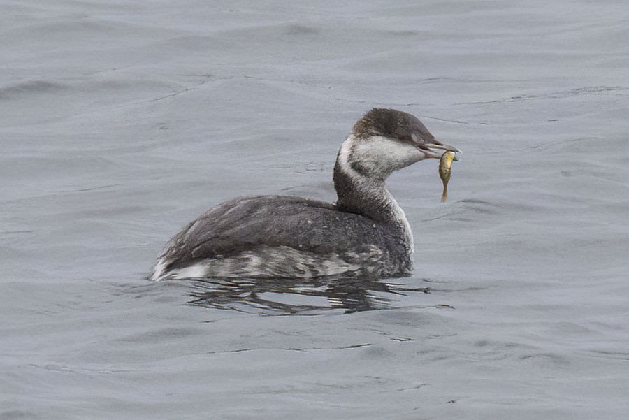 Horned Grebe - ML646484020