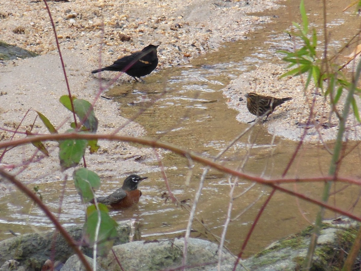 Red-winged Blackbird - ML646484022