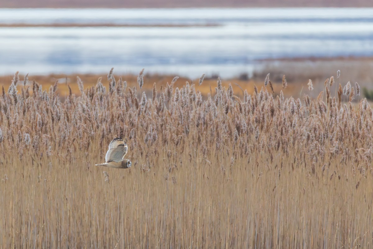 短耳鴞 - ML646484026