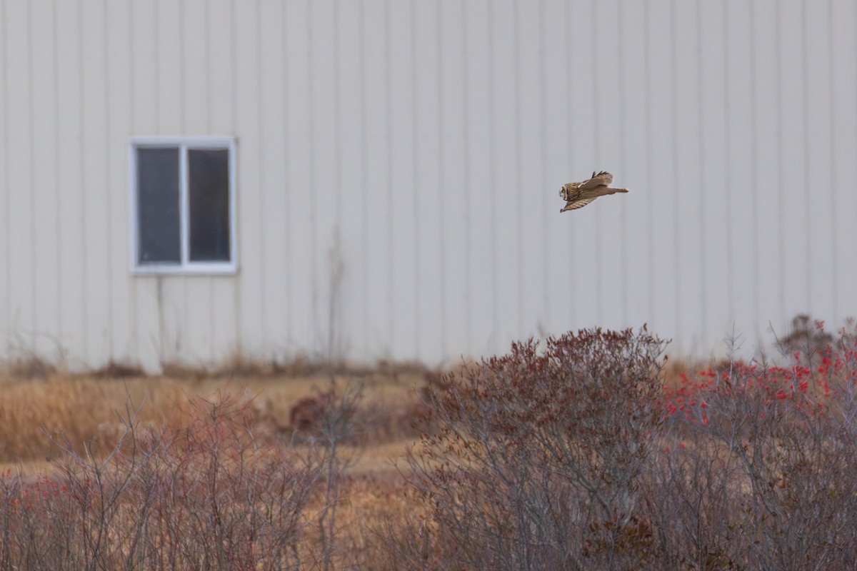 短耳鴞 - ML646484028