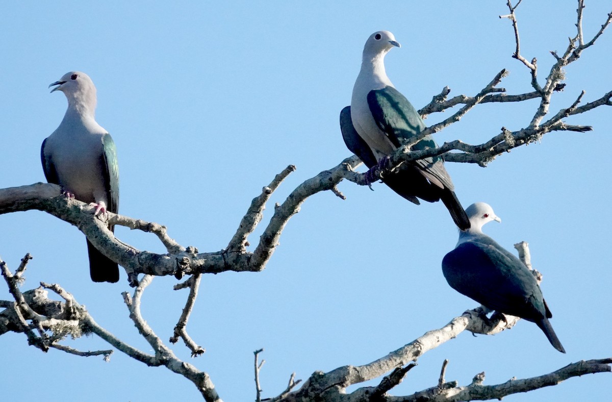 Yeşil Has Güvercin - ML646484029