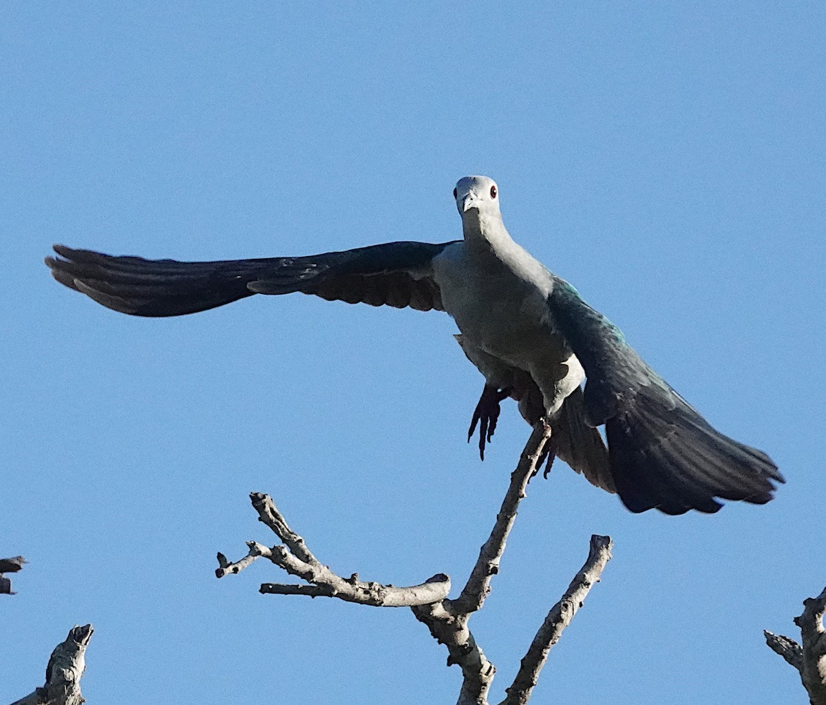 Yeşil Has Güvercin - ML646484030