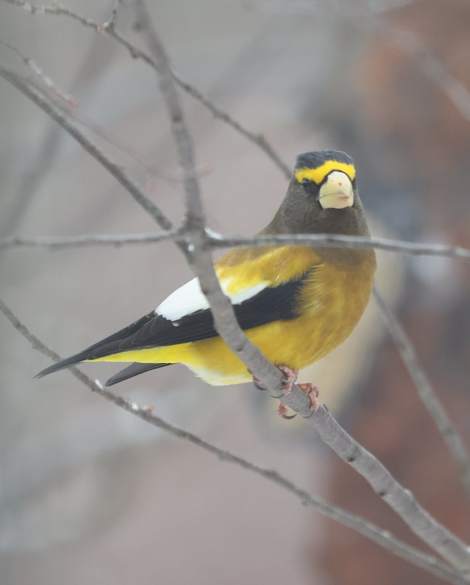 gulbrynkjernebiter - ML646484031