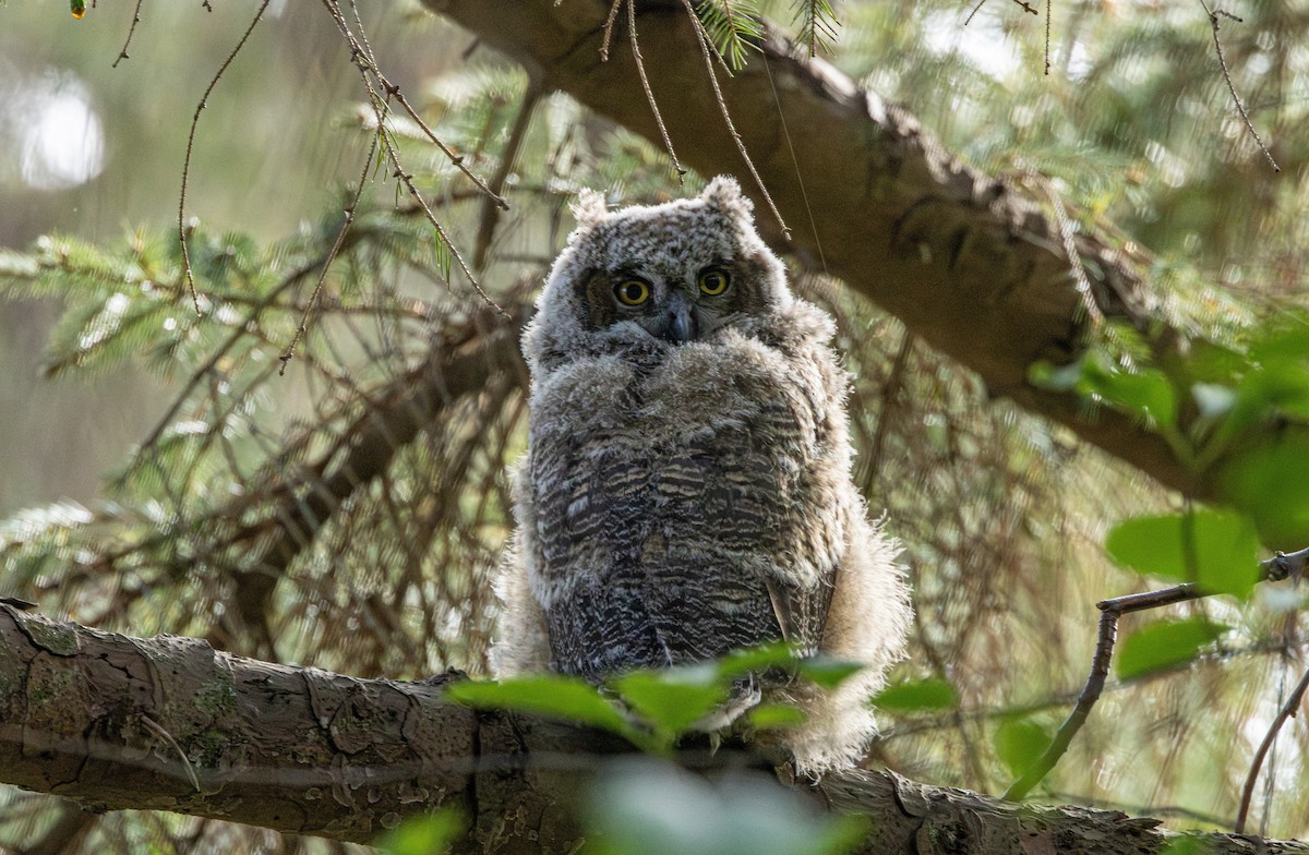 アメリカワシミミズク - ML646484032