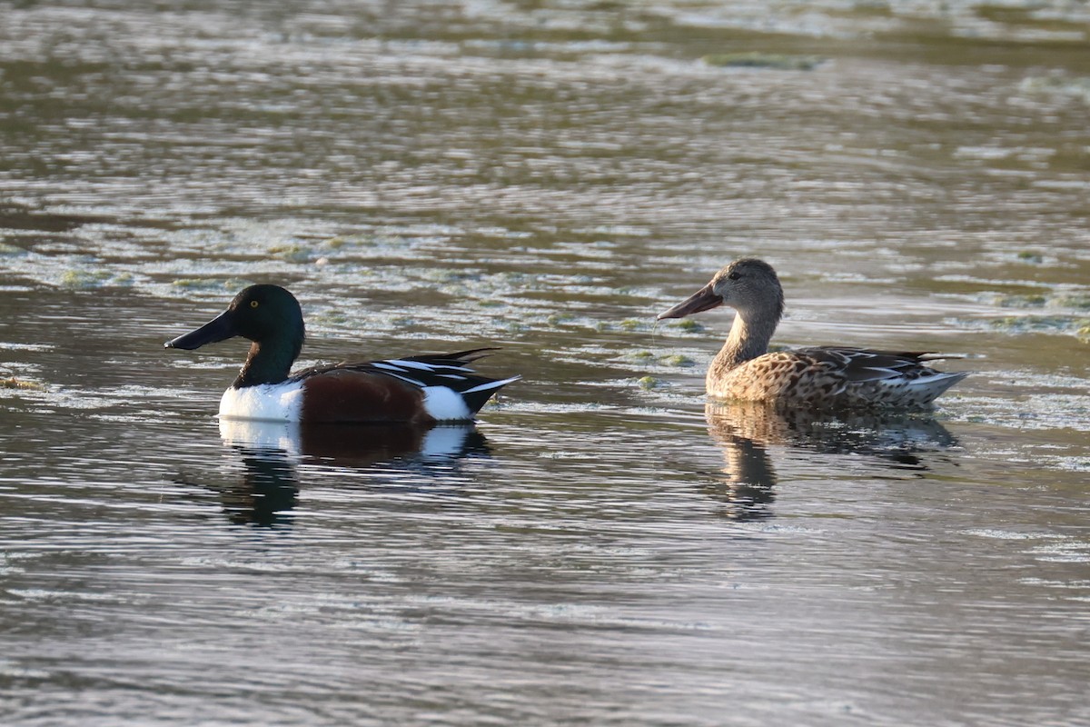 Northern Shoveler - ML646484033