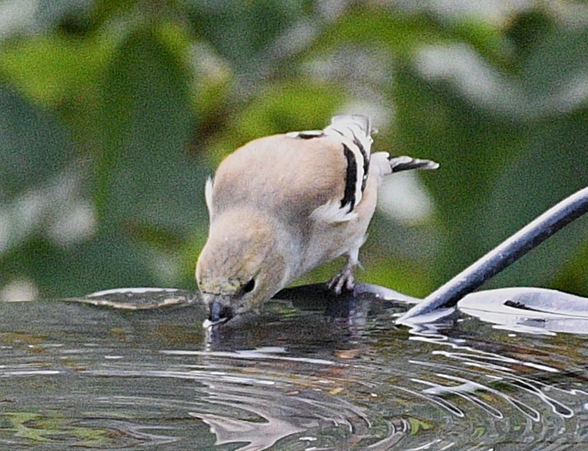 American Goldfinch - ML646484034