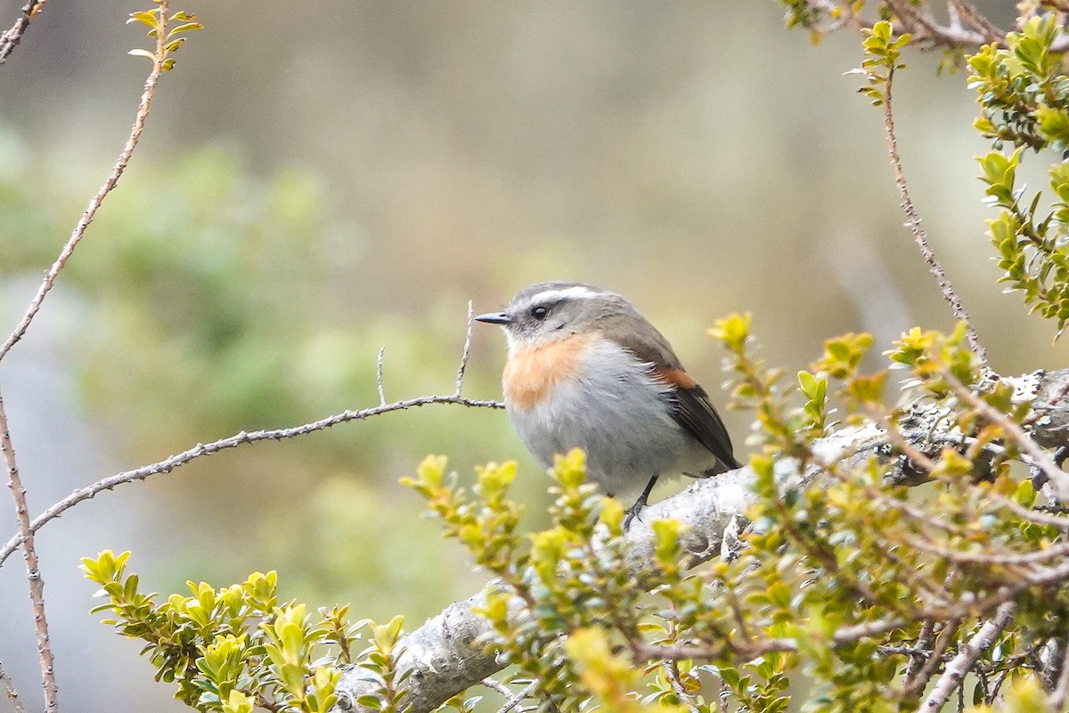 Rufous-breasted Chat-Tyrant - ML646484035