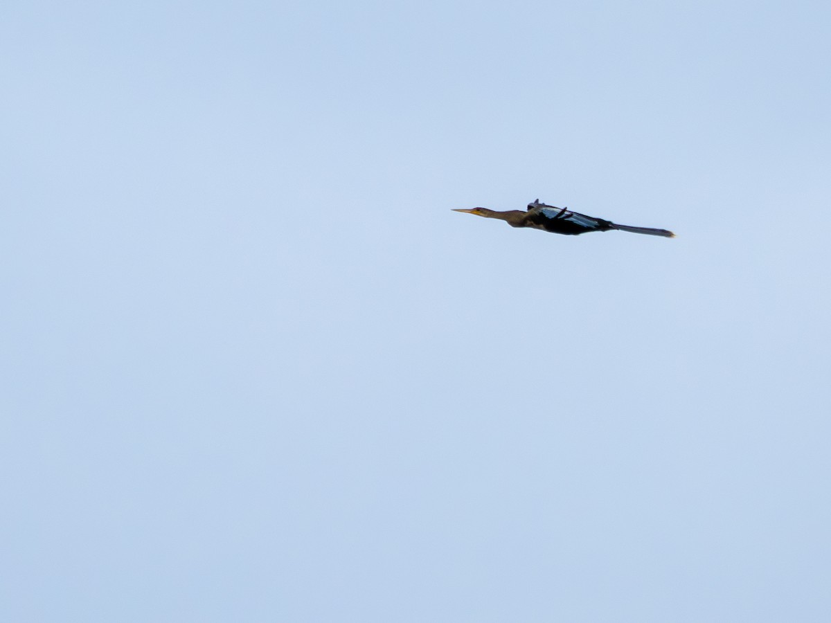 アメリカヘビウ - ML646484036