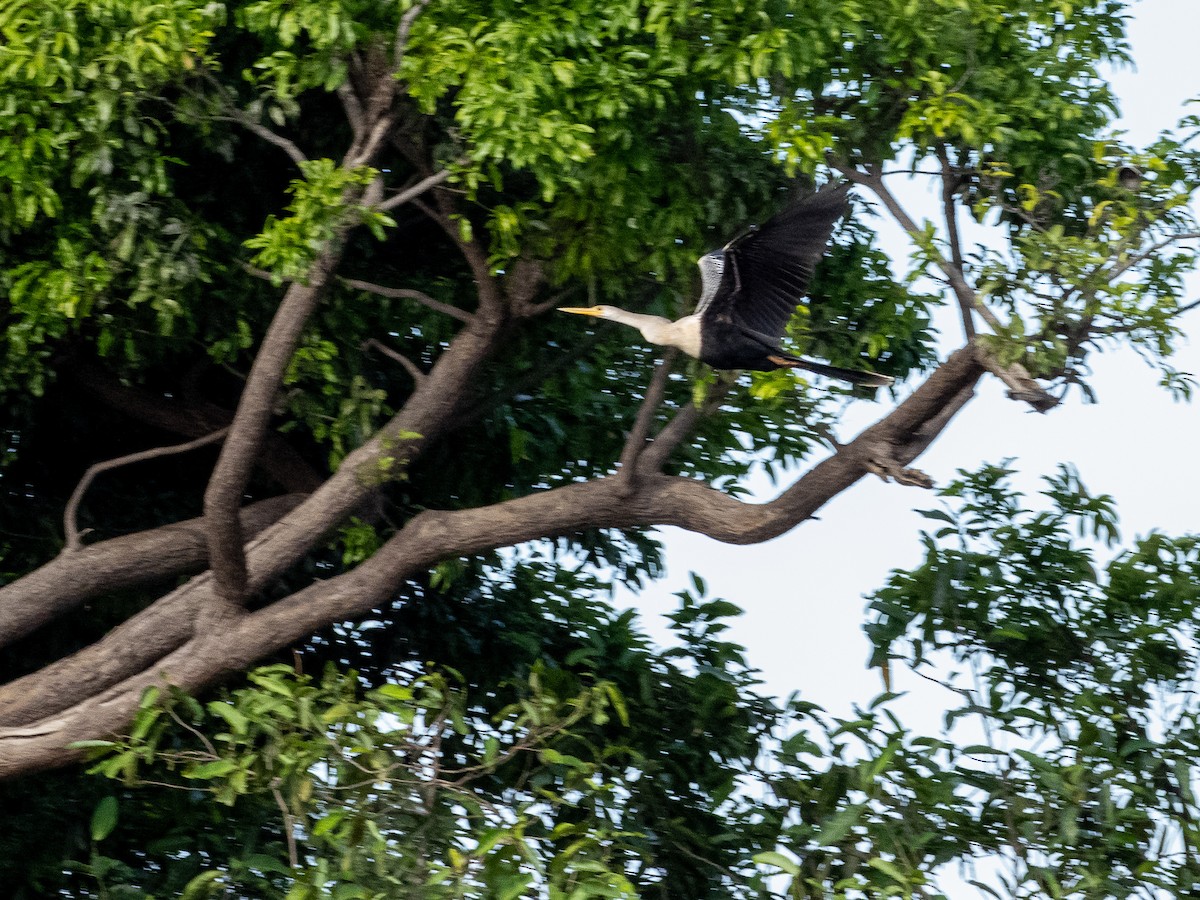 アメリカヘビウ - ML646484037