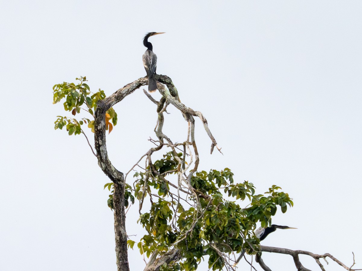 アメリカヘビウ - ML646484038