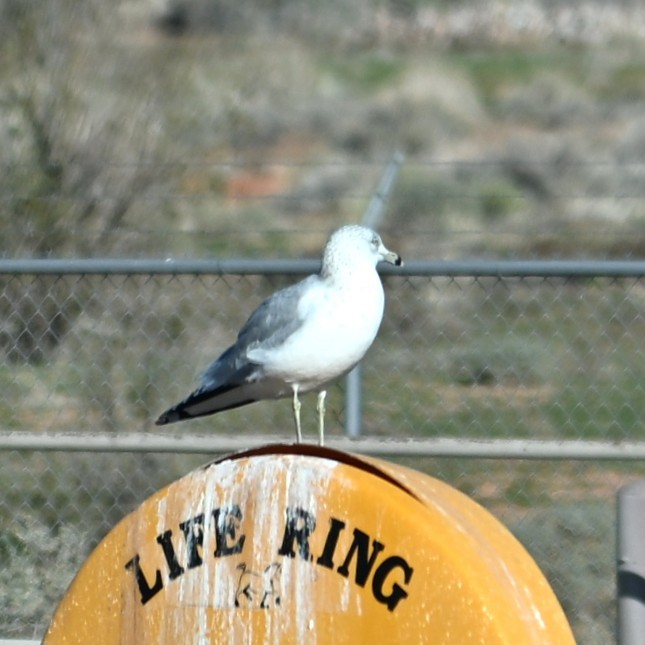 Ring-billed Gull - ML646484039