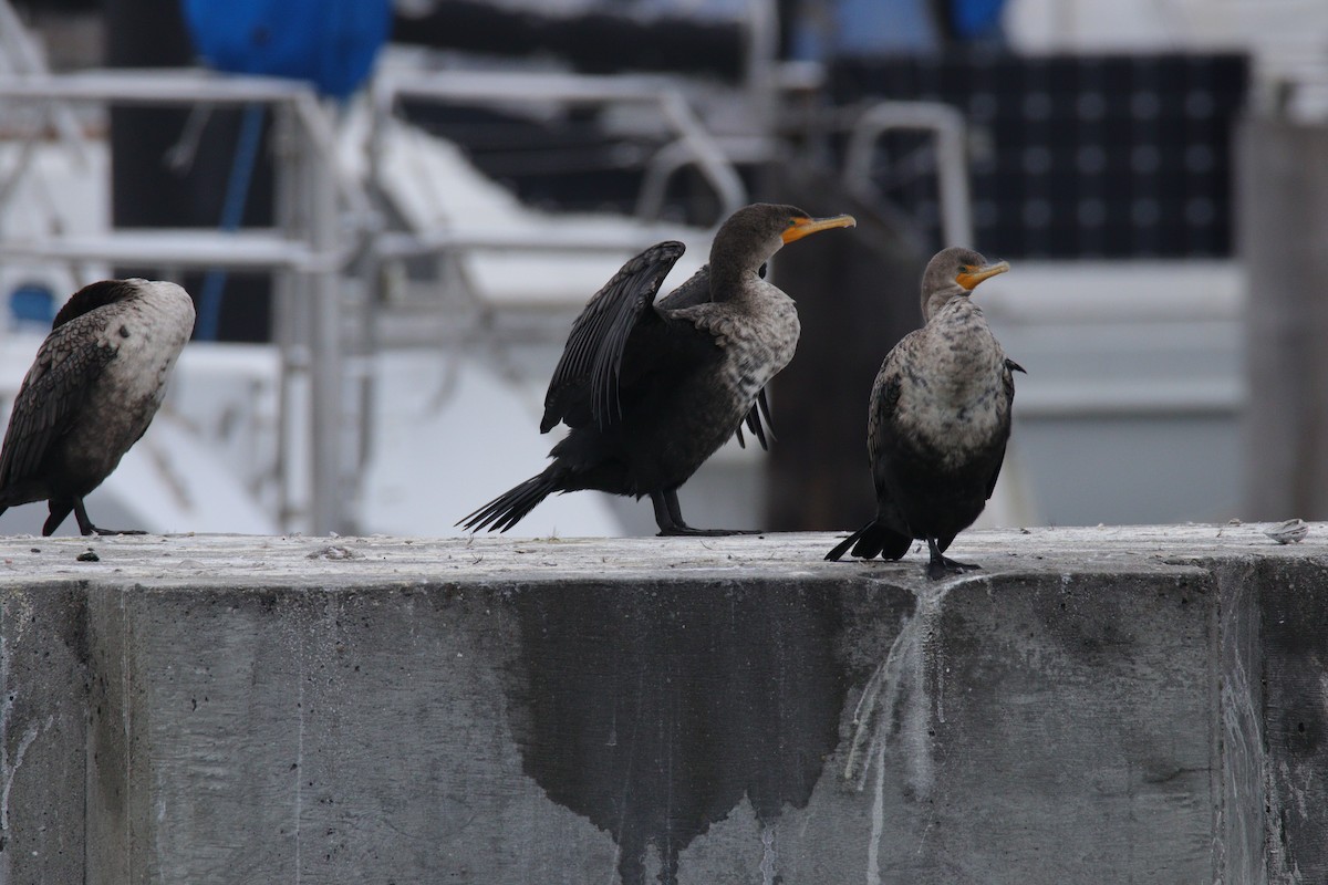 Double-crested Cormorant - ML646484040