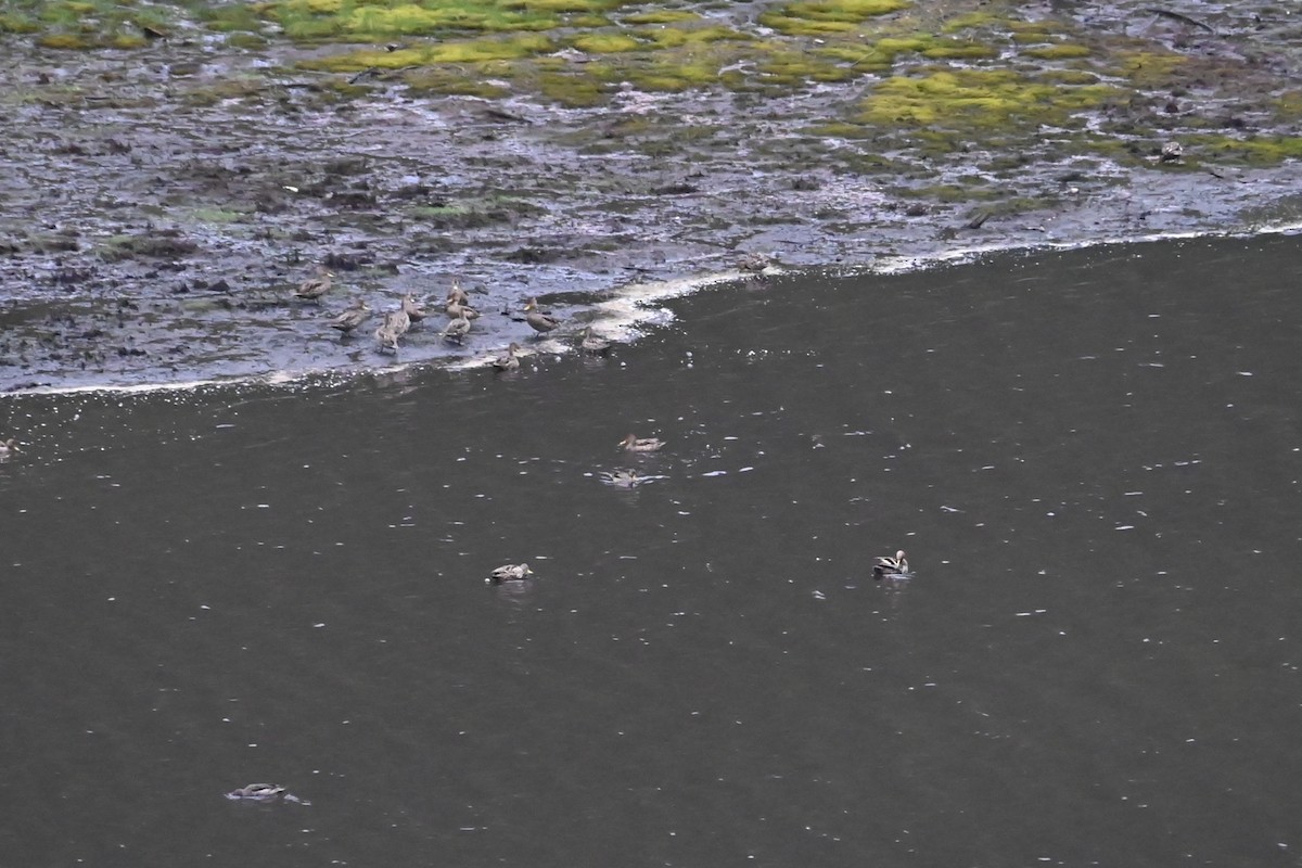 Yellow-billed Pintail - ML646484041