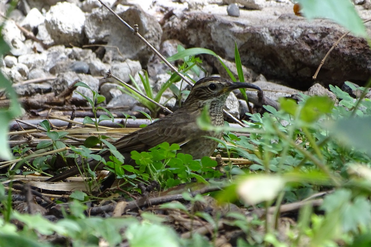 Patagonian Forest Earthcreeper - ML646484043
