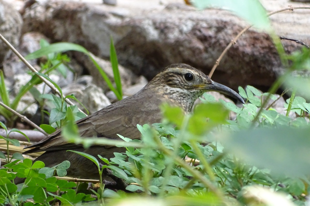 Patagonian Forest Earthcreeper - ML646484044