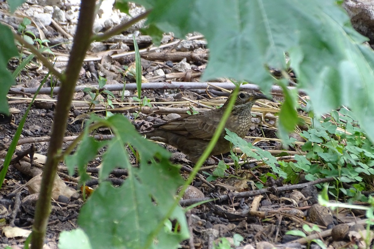 Patagonian Forest Earthcreeper - ML646484045