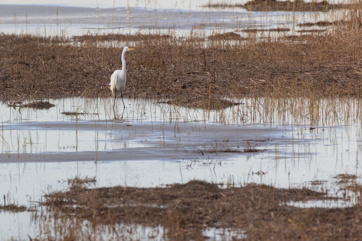 Great Egret - ML646484046