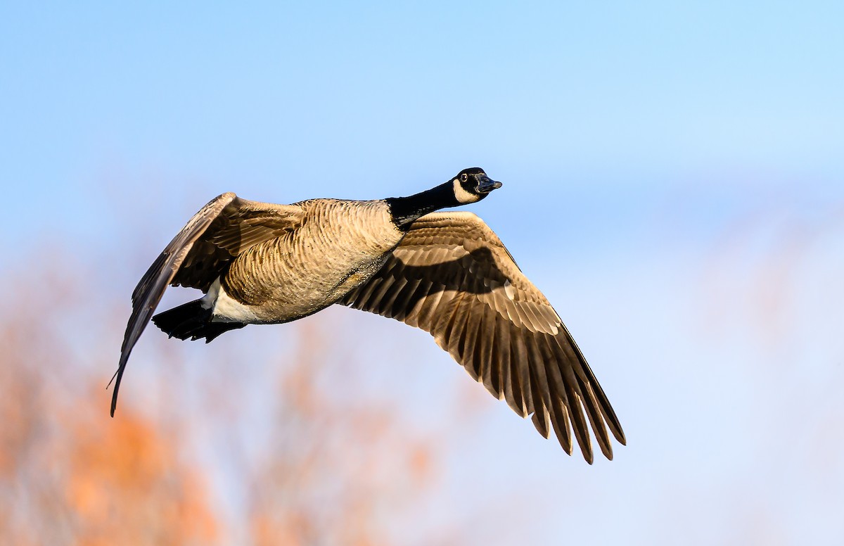 Canada Goose - ML646484047