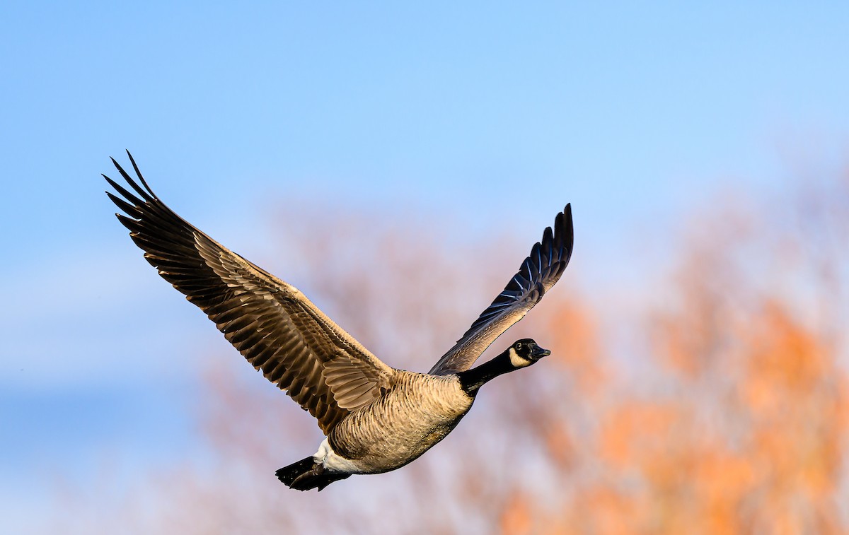 Canada Goose - ML646484048