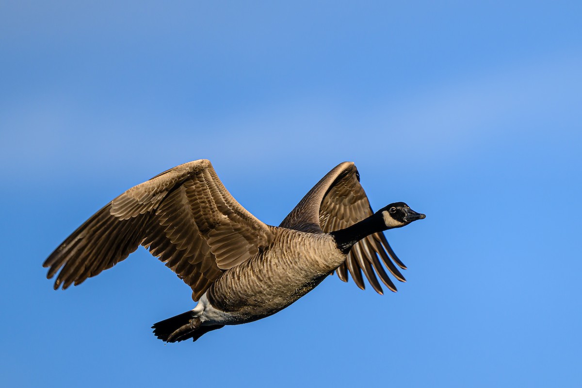 Canada Goose - ML646484049