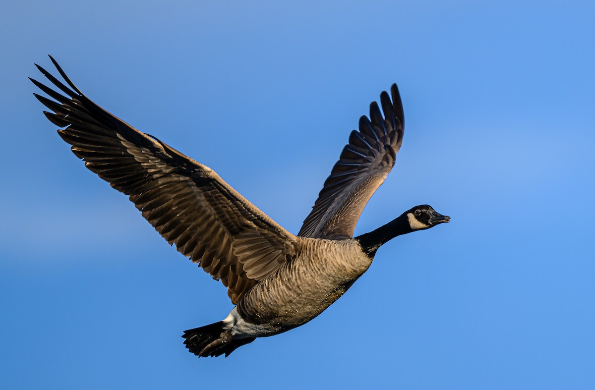Canada Goose - ML646484050