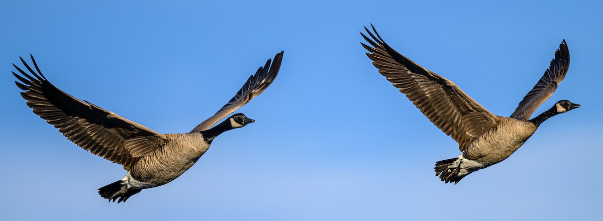 Canada Goose - ML646484051